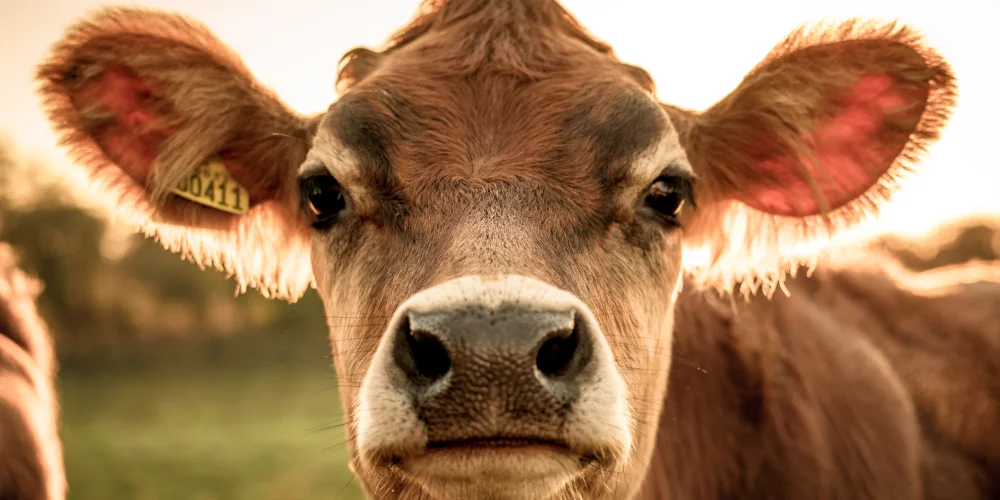 A cow